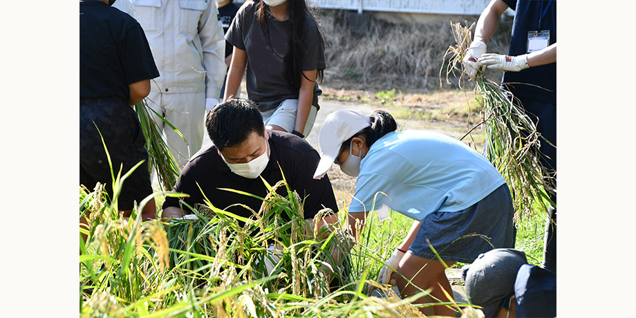 『学習田』 地元の小学校で稲刈り